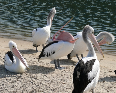 Pelicans at Lakes Entrance.