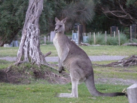 Eastern Grey Kangaroo.