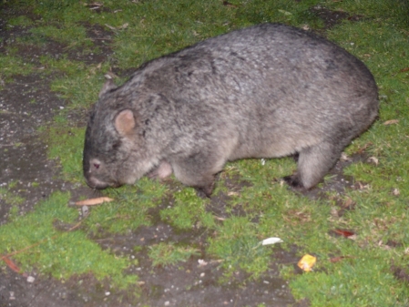 A Wombat.