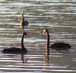 Black Swans and...