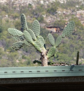 These declared noxious weeds, the Prickly Pear, can grow anywhere. It will not be long before the weight of the plant will collapse the guttering on this building.